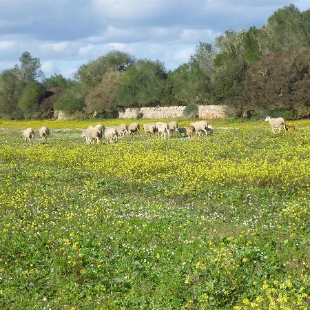 Son Llado Campos (Mallorca)